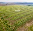Parduodamas 17,24 ha, aukšto našumo balą turintis žemės ūkio paskirties sklypas, Suginčių k., Akmenės r.
