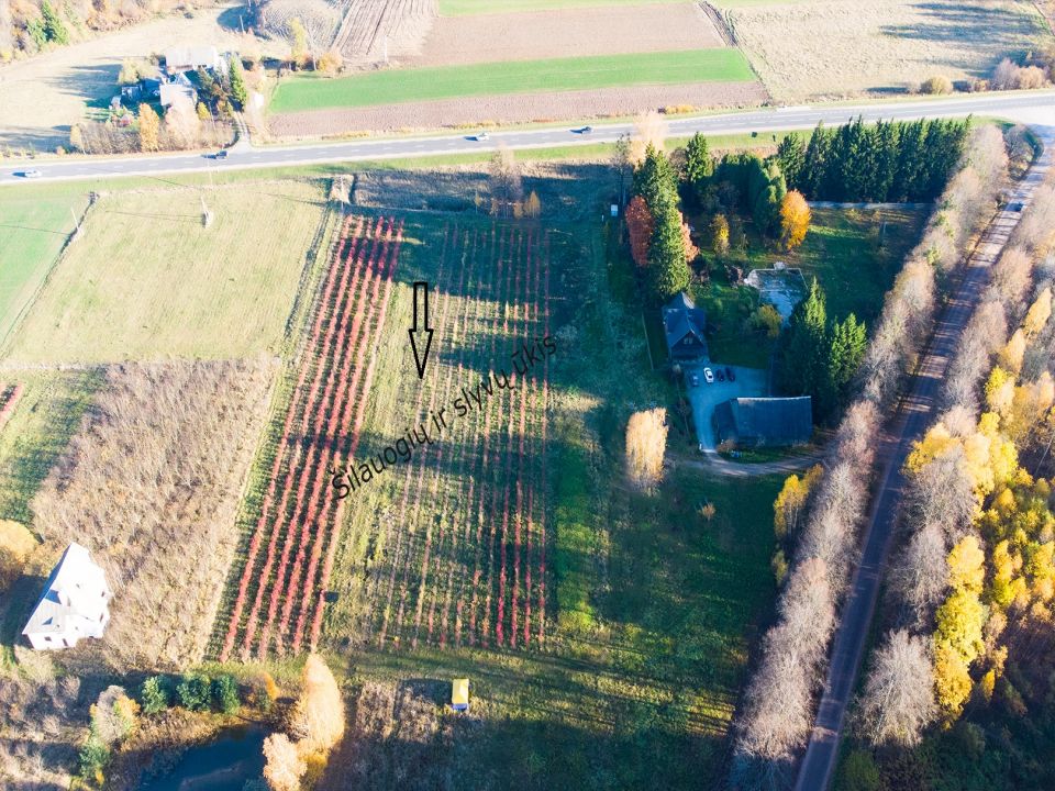 Prienų rajone, Žvyrynų k., šalia miško parduodama sodyba su rąstiniu namu ir 12 ha., žemės sklypu, kuriame išvystytas šilauogių ir slyvų ūkis.