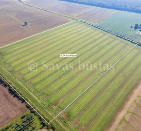 Parduodamas 17,24 ha, aukšto našumo balą turintis žemės ūkio paskirties sklypas, Suginčių k., Akmenės r.
